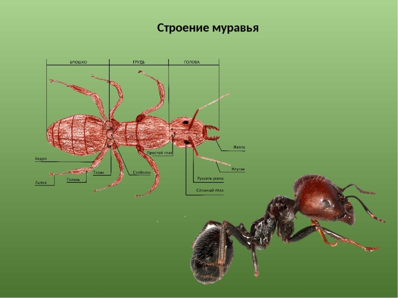 Муравей строение тела