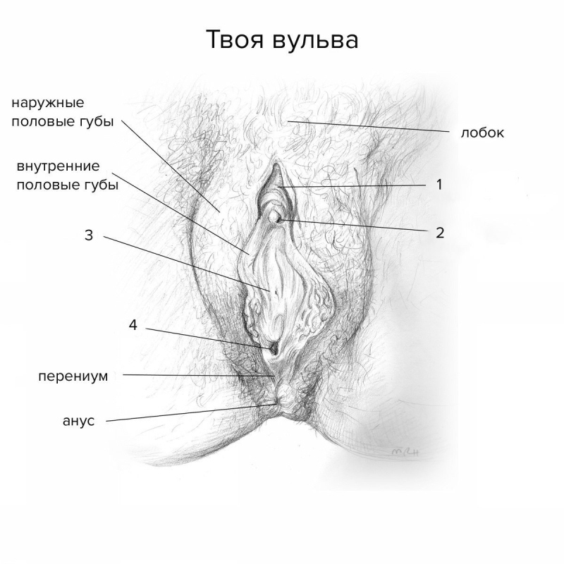 Женская вагина строение